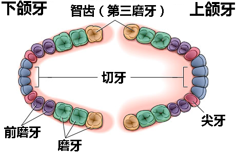 长智齿牙疼怎么治疗？